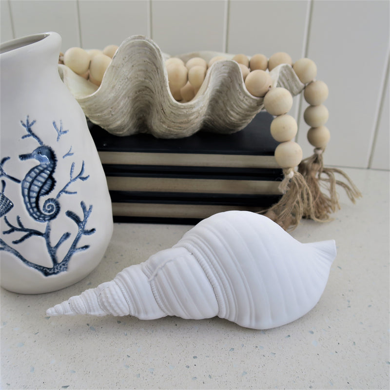 White Sea Shell